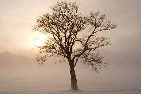 Goff, Ellen 아티스트의 Japan-Hokkaido-Lake Kussharo A tree stands silhouetted by the rising sun 작품입니다.